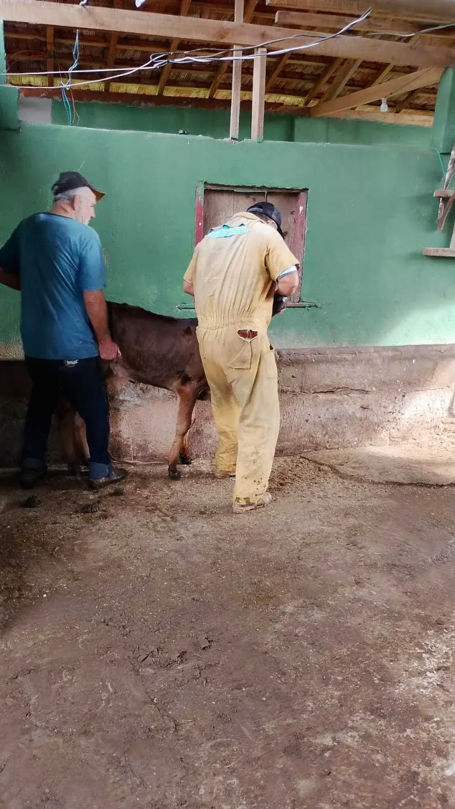 Inseminação artificial fortalece produção de gado no bairro Juru