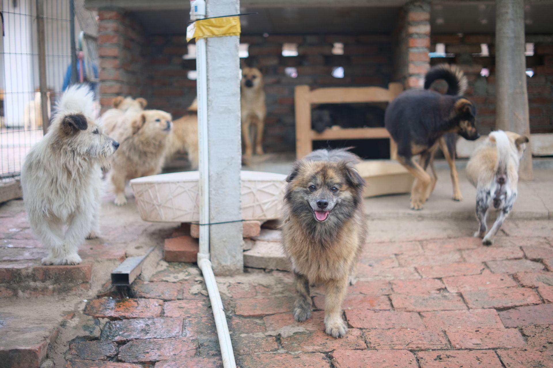 Cães soltos no pátio de um abrigo de animais