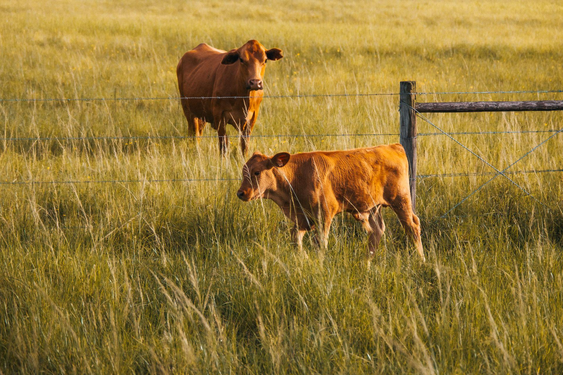 Vaca e bezerro pastando em campo cercado
