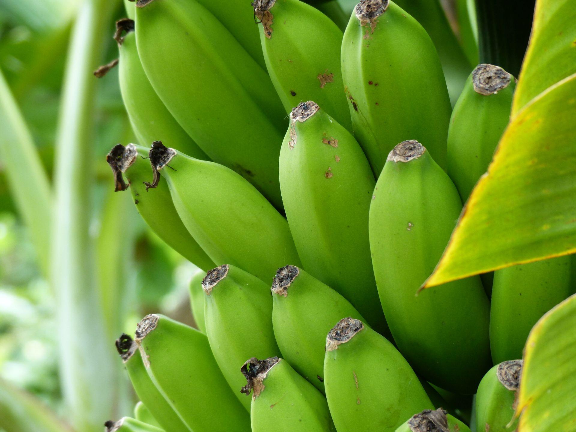 Cacho de bananas verdes